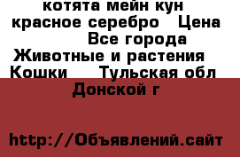 котята мейн кун, красное серебро › Цена ­ 30 - Все города Животные и растения » Кошки   . Тульская обл.,Донской г.